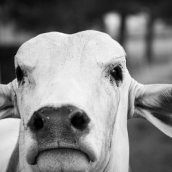 Miss Moo